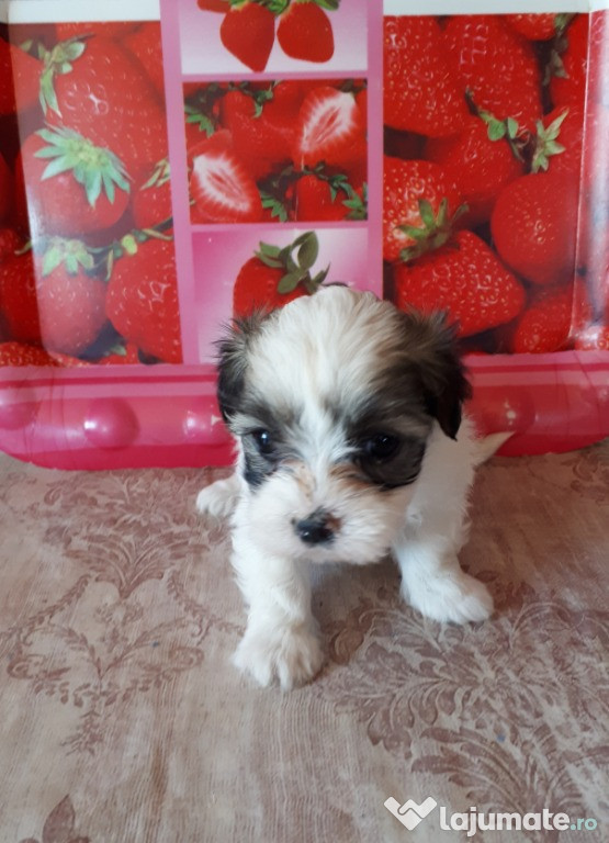 Shih Tzu