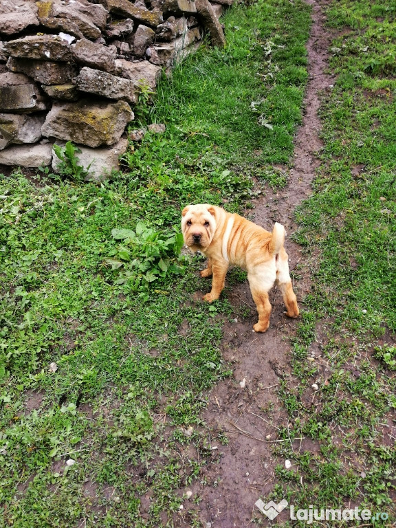 Catelușa rasa pura Shar Pei de 3 luni!!!