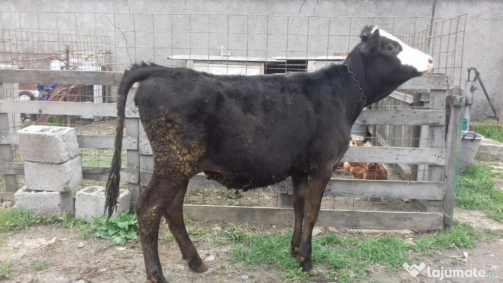 Junica Bună de ținut
