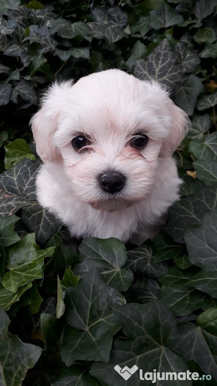 Pui de bichon maltez