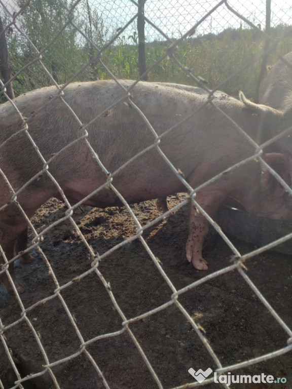 Grostei intre 60-80kg