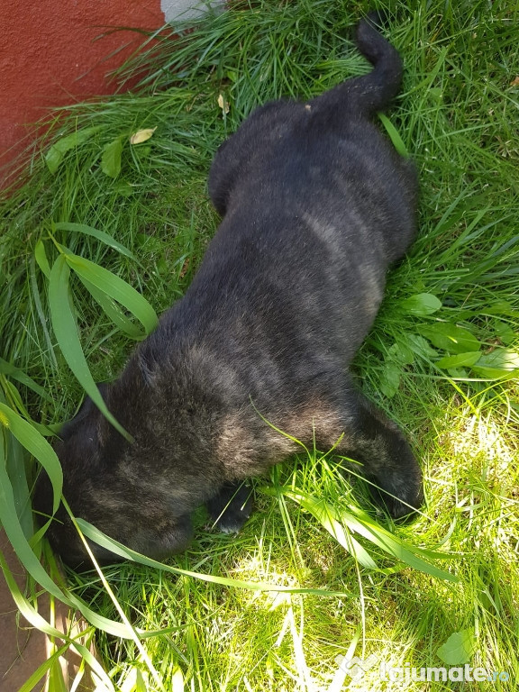 Catel Cane corso