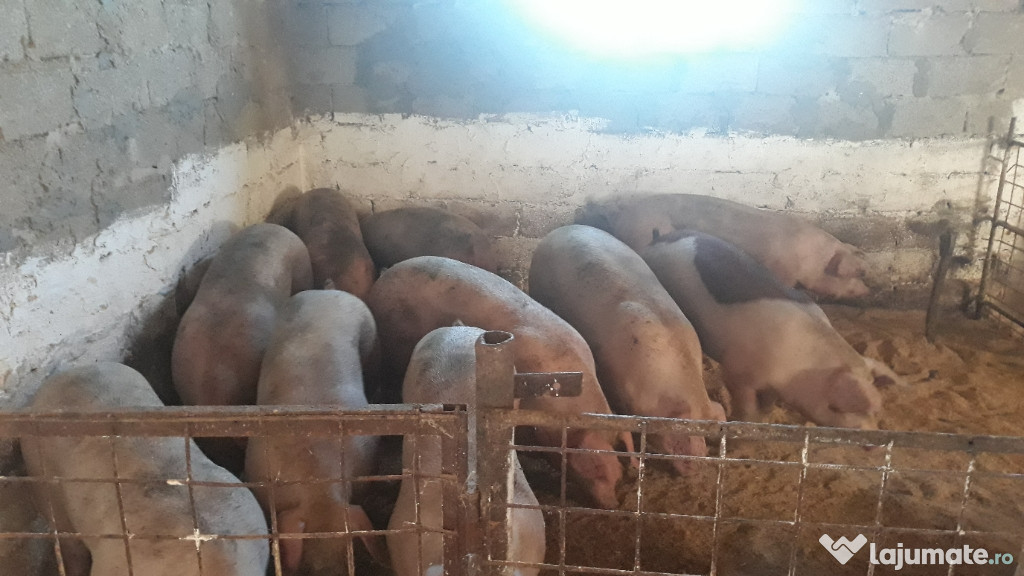 Porci 100 naturali!