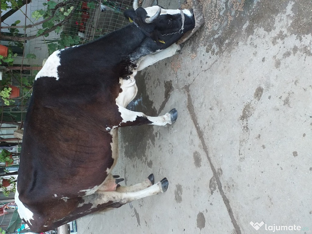 Bovina