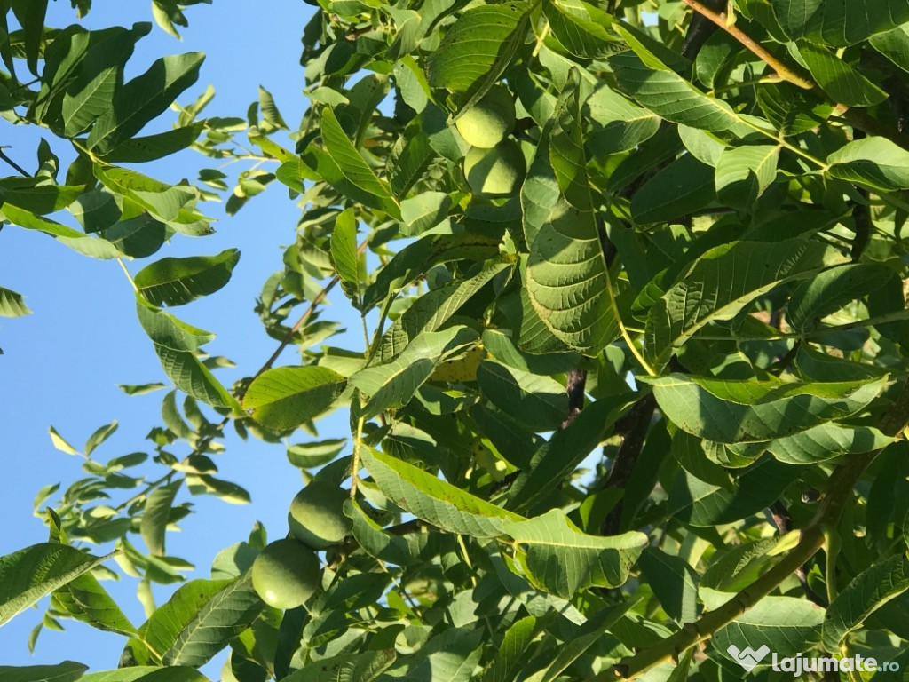 Afacere la cheie,plantatie cu 400 de nuci soi franquete