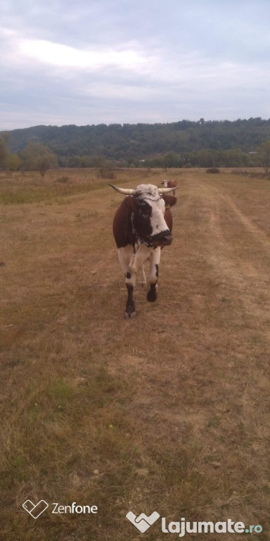 Vaca baltata românească