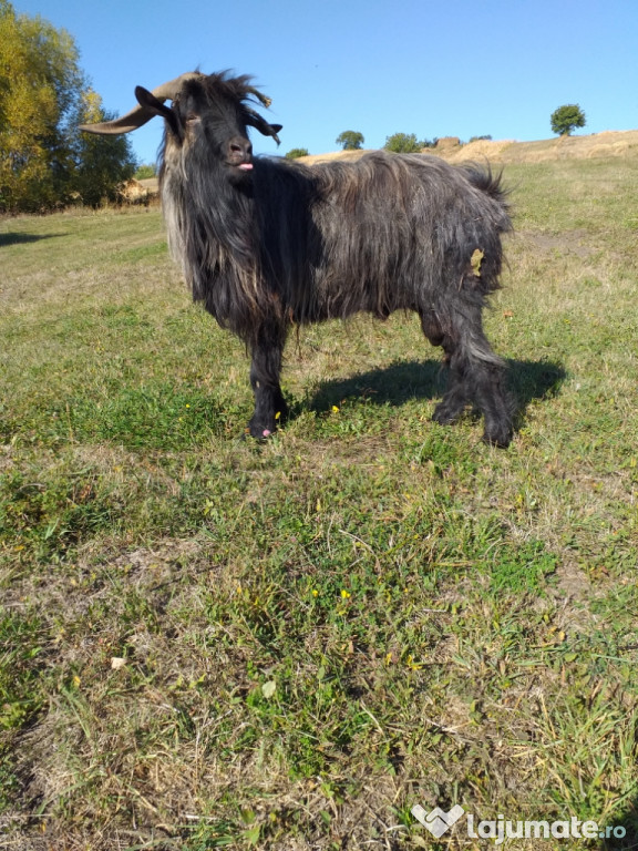 Țap de rasă monta