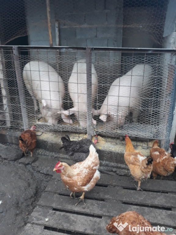 Porci crescuți doar cu porumb