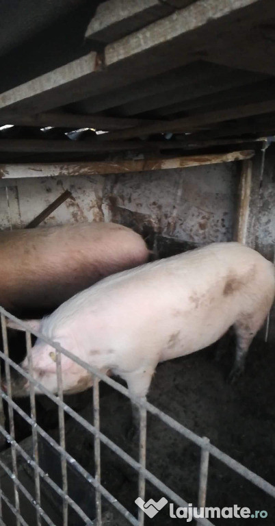 Porci pentru un Craciun fericit in familie