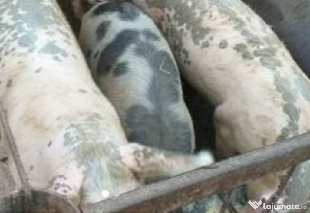 v.i.e.r.a.ș reproducere