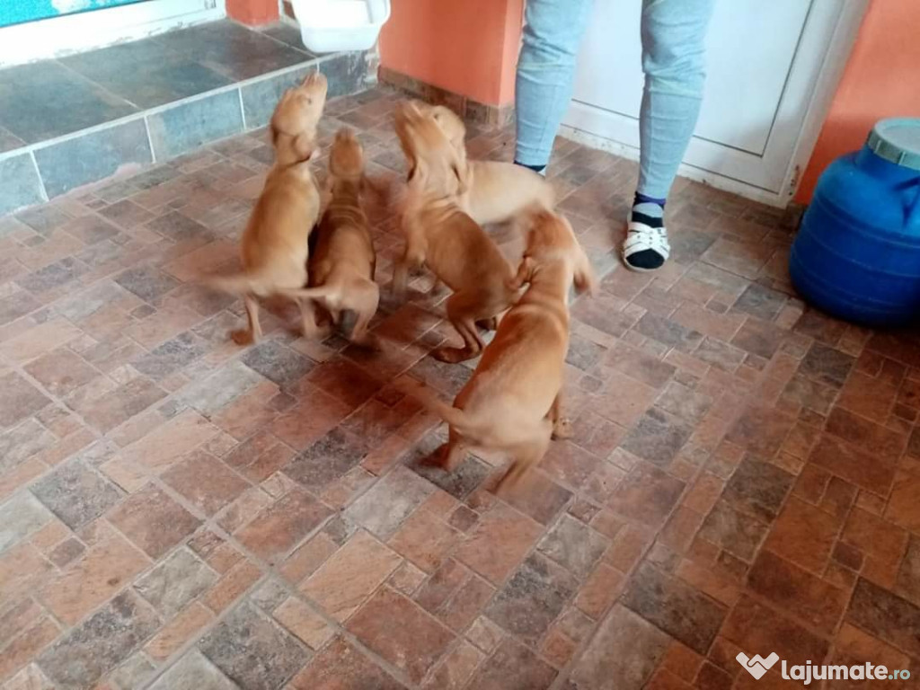 Pui viszla maghiara