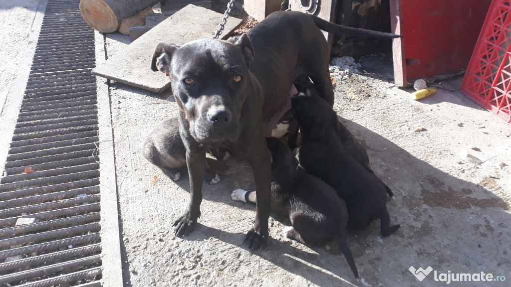 Cateii pitbull cu cane corso