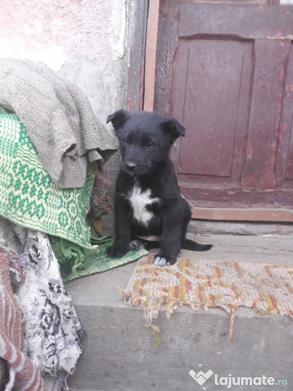 Cățeluș spre adoptie