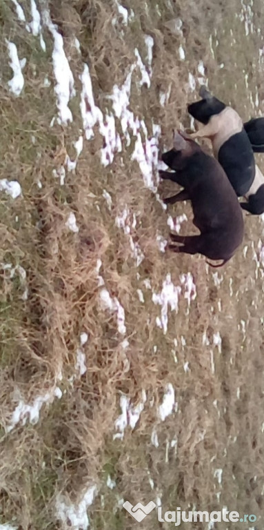 Porci