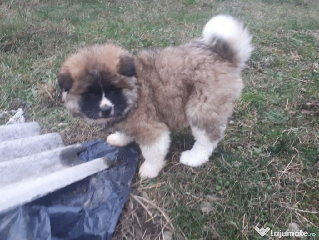 Akita inu