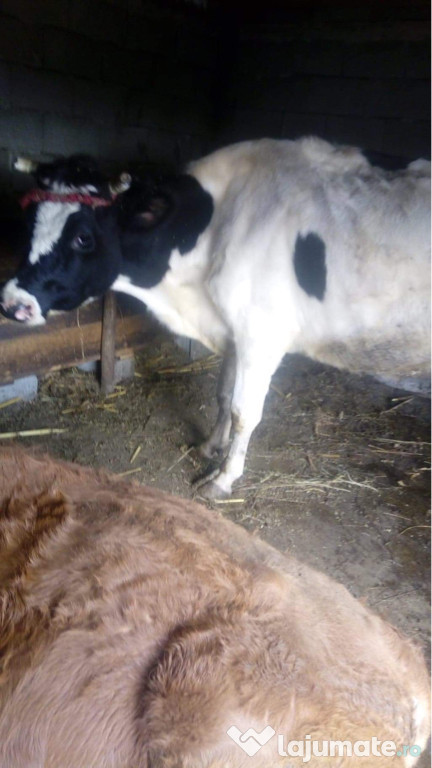 Vaca gestantă in 3 luni