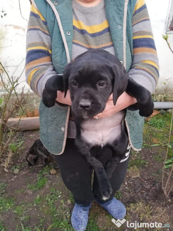 Pui Cane Corso