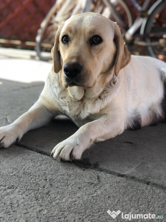 Labradori