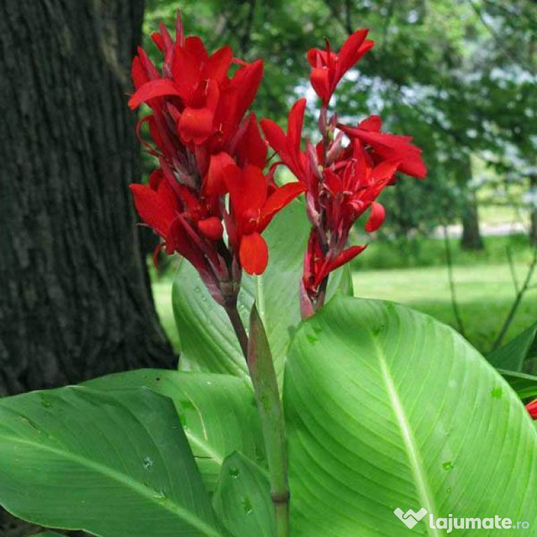 Bulbi canna indica rosie