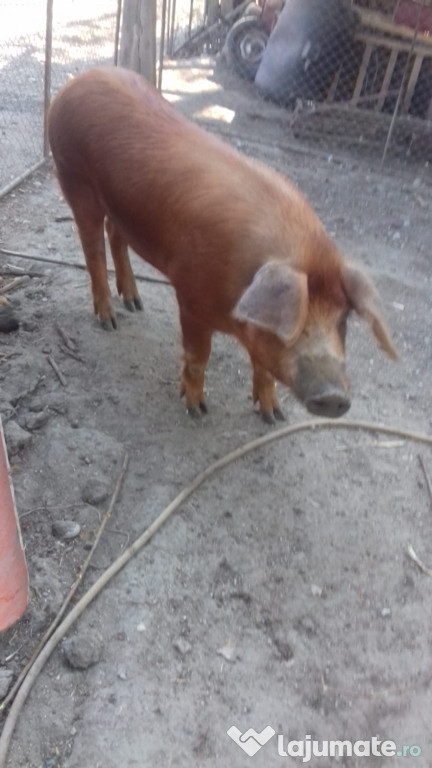 Vier Duroc rasa pura