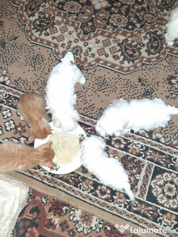 Bichon maltez