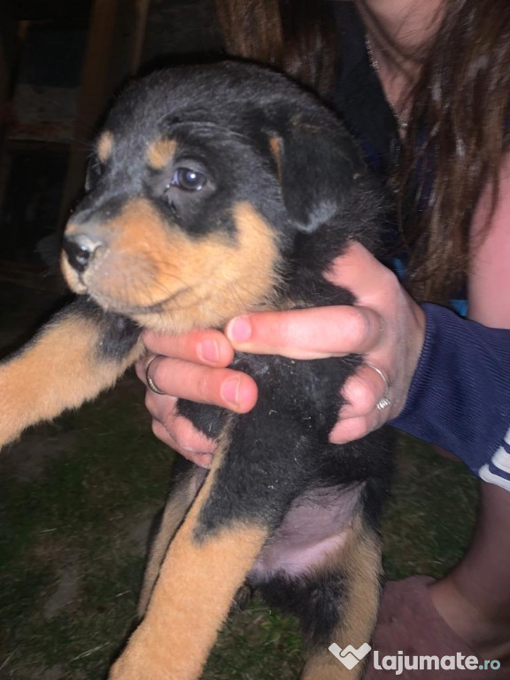 Pui rottweiler