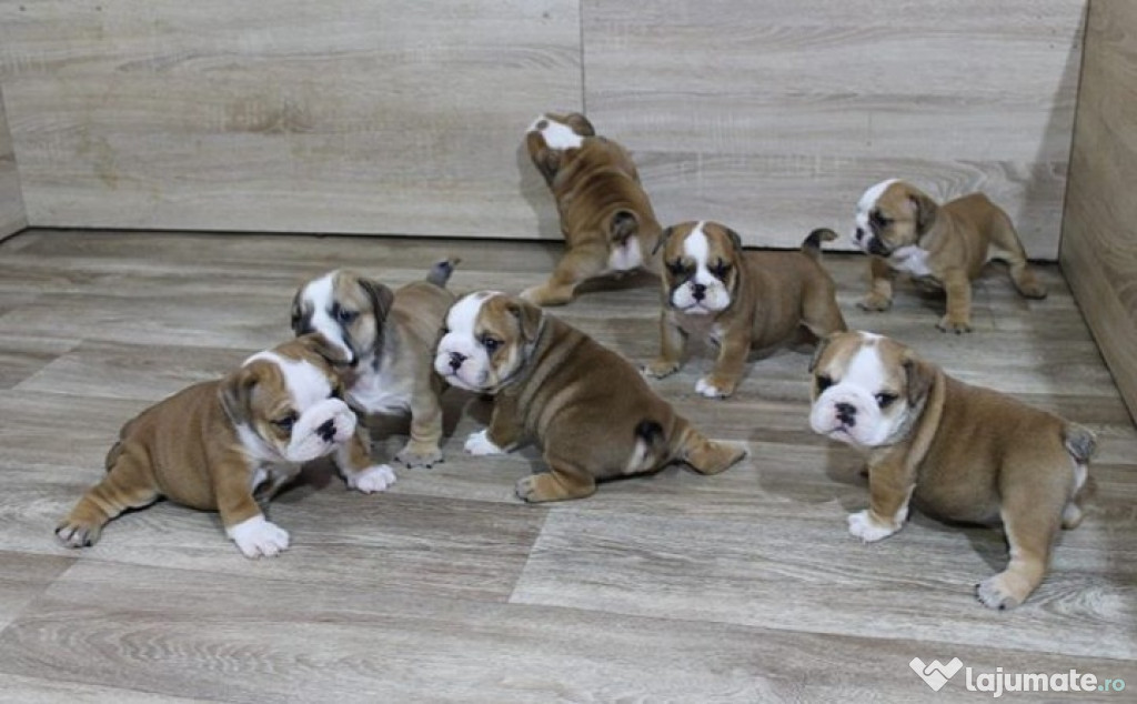 Bulldog englezesc Puppies Băieți / fete