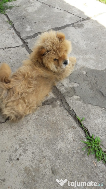 Pui chow chow