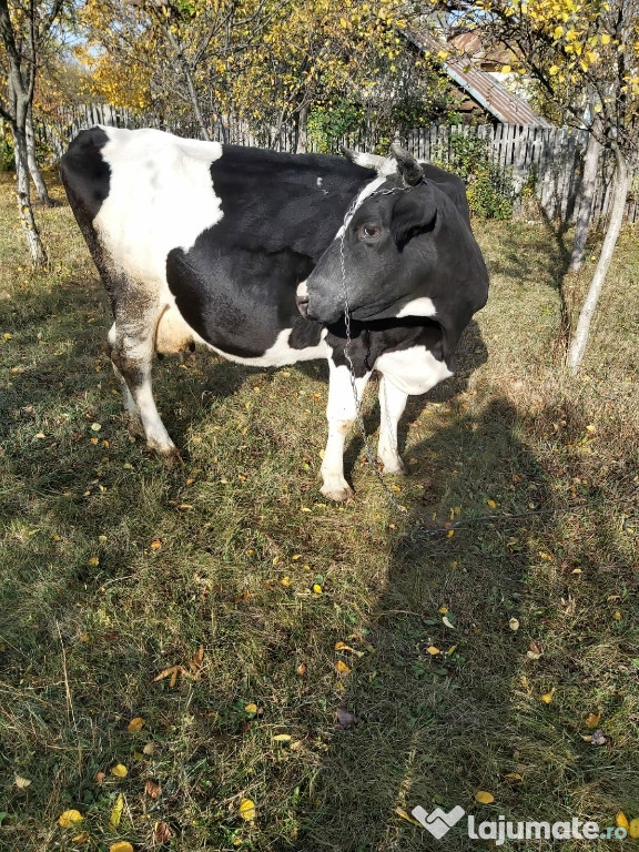 Vaca blândă