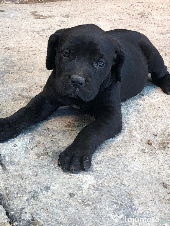 Căței Cane-Corso