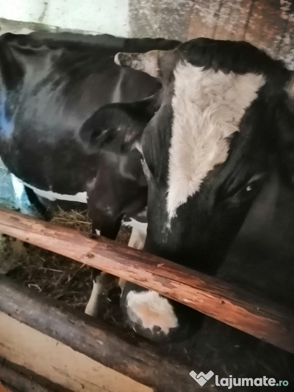 Vacă holstein.