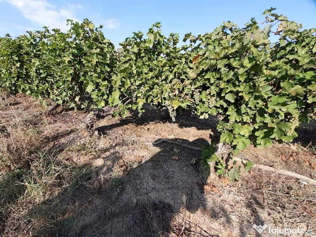 Struguri suvinion blanc