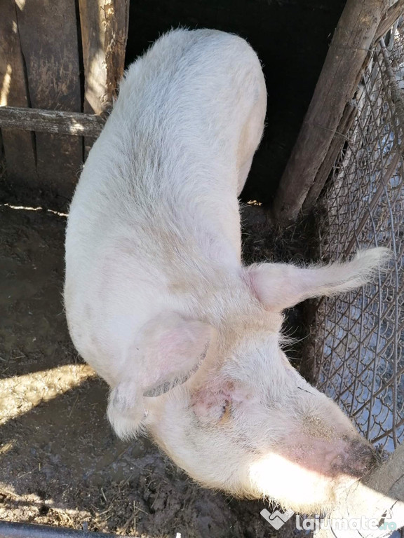 Porci