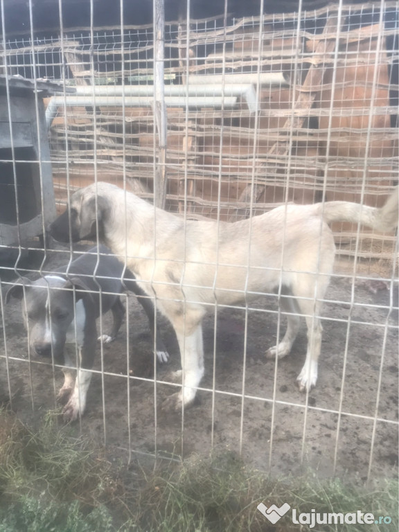 Femela kangal