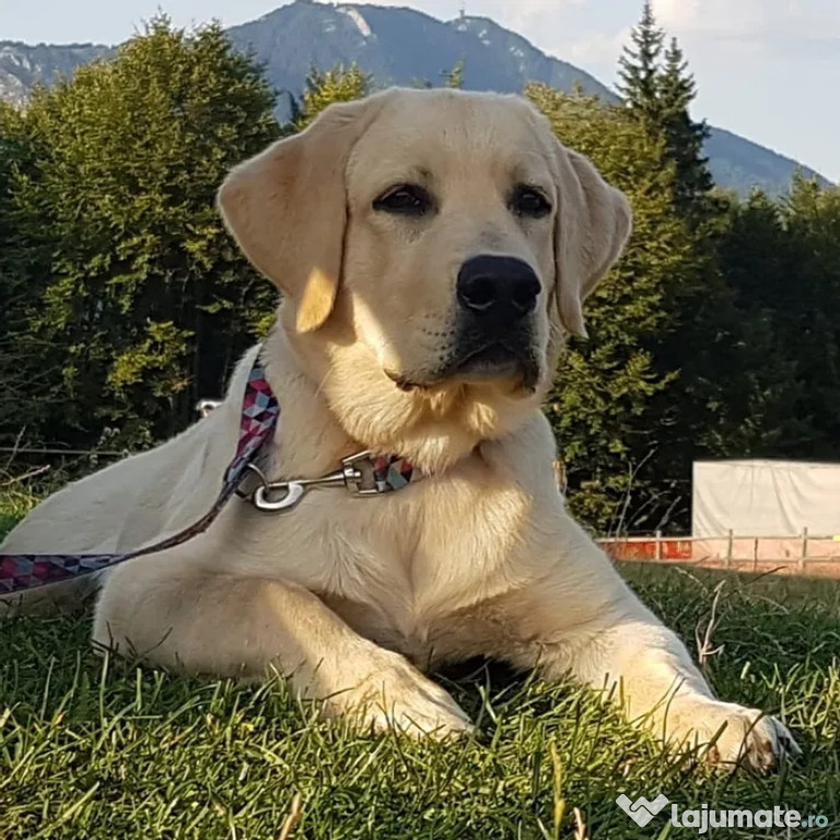 Ofer labrador retriever pentru monta