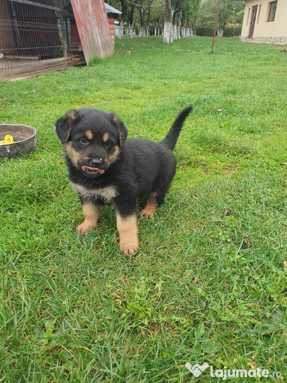 Pui de Rottweiler