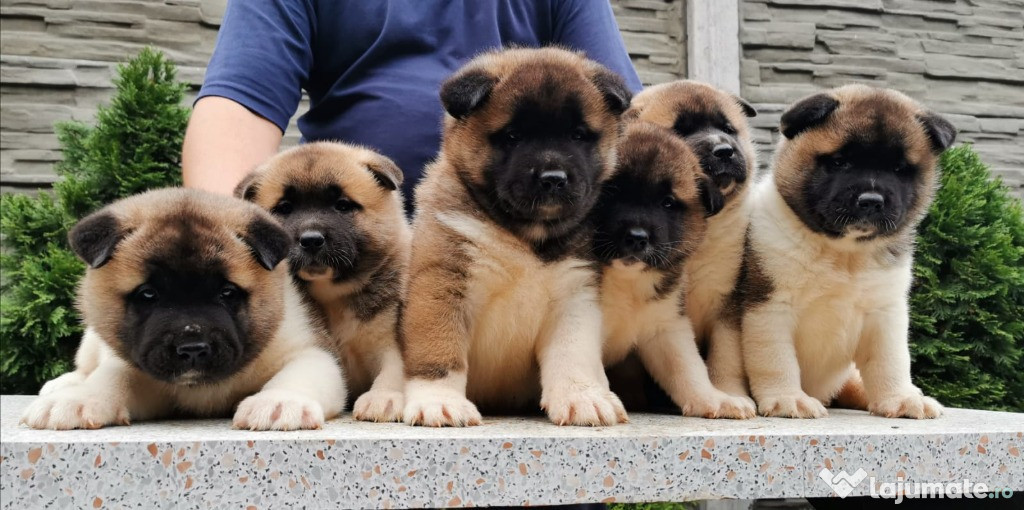 Akita American cu pedigree