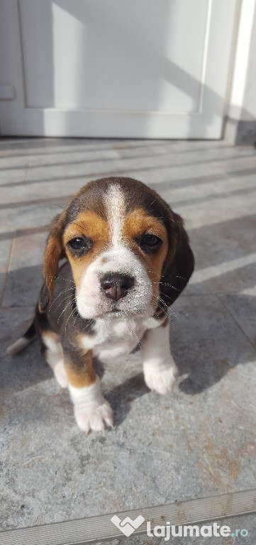 Catelusa Beagle Tricolor