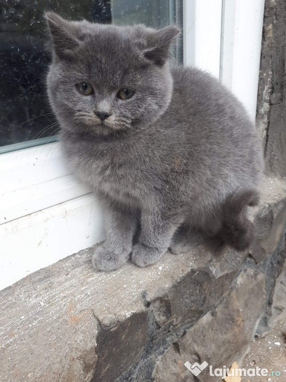Motanel British shorthair
