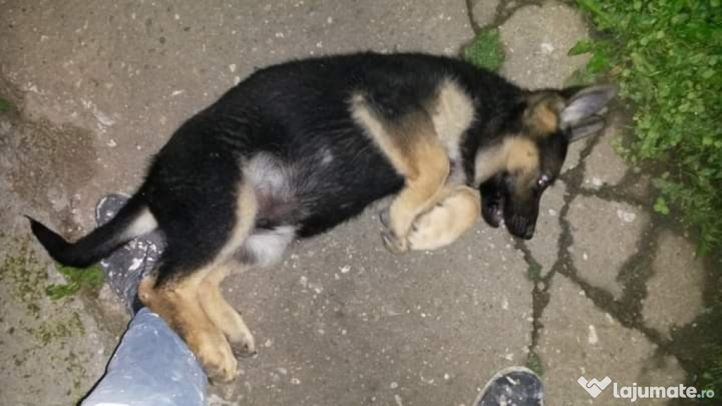 Pui ciobănesc german