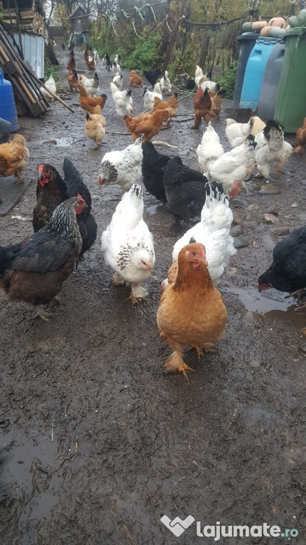 Găini și cocoși de casă