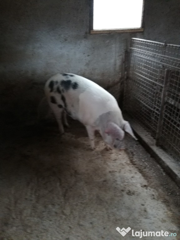 Porci de tăiat pentru Crăciun