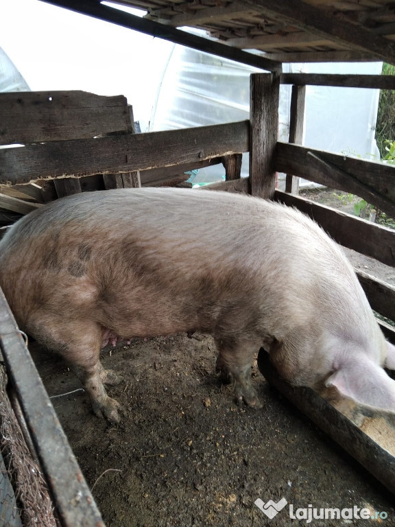Porc pentru sacrificat