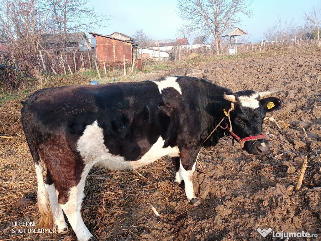 Vacă bălțată românească metiș