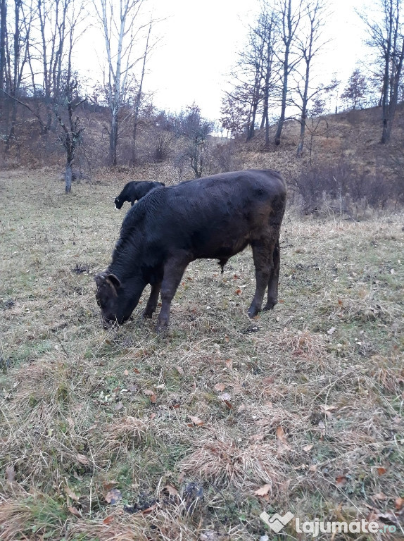 Vițel brun 8 luni