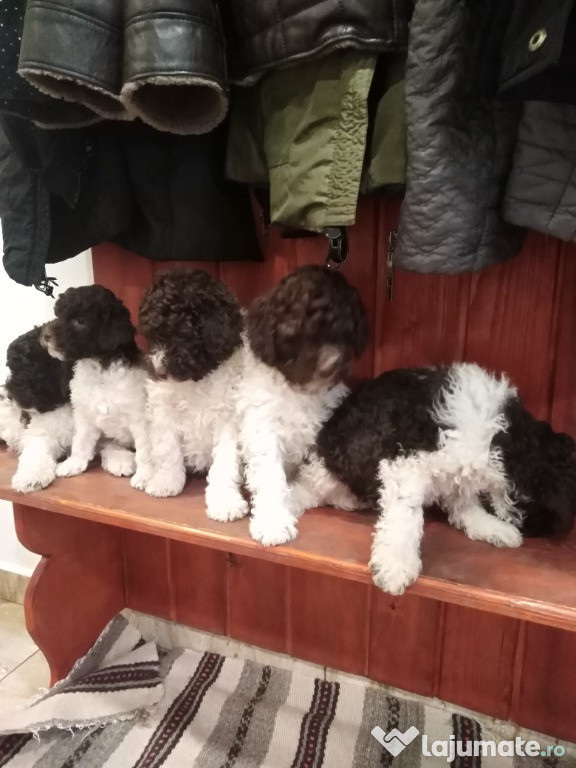 Căței de rasa Lagotto Romagnolo