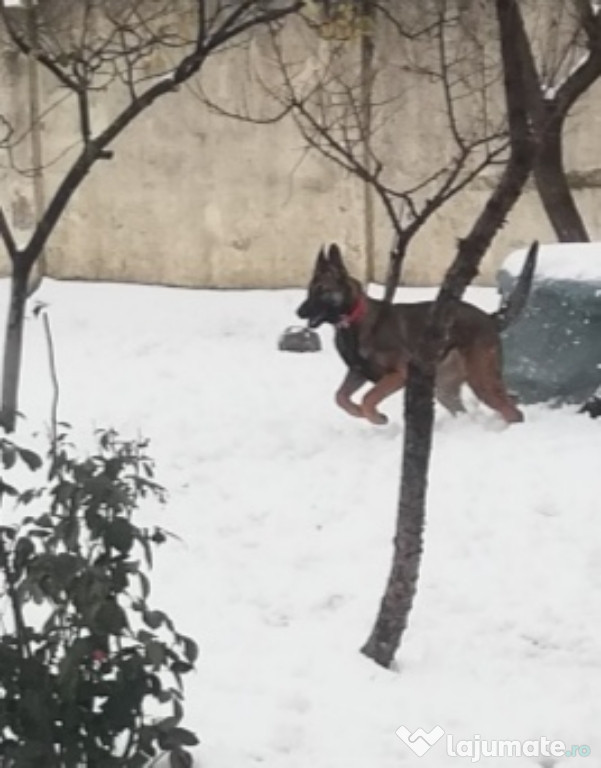 Ciobanesc belgian malinois, femela, disponibila