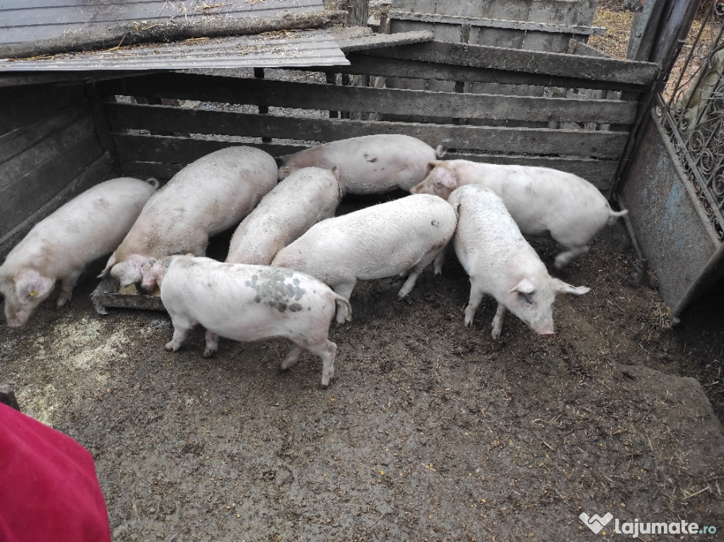 Porci la 50 de kg