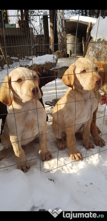 Pui Vizsla maghiara masculi