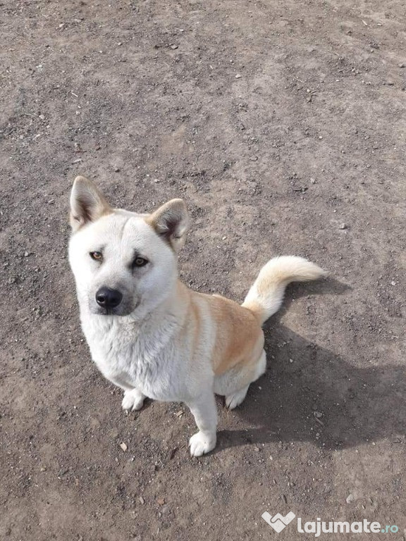 Akita Inu